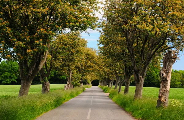 Estrada e árvores — Fotografia de Stock