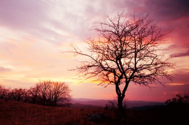 Tree at sunset clipart