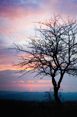 Oak tree at sunset clipart