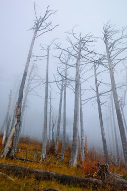 Forest with blue fog clipart