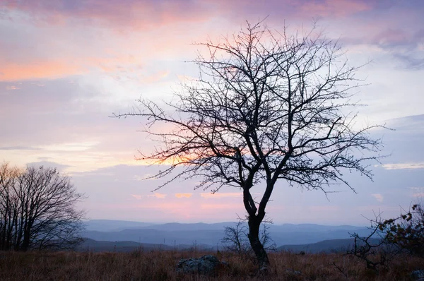 Ağaç Sunset — Stok fotoğraf