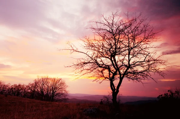 日没でツリー — ストック写真