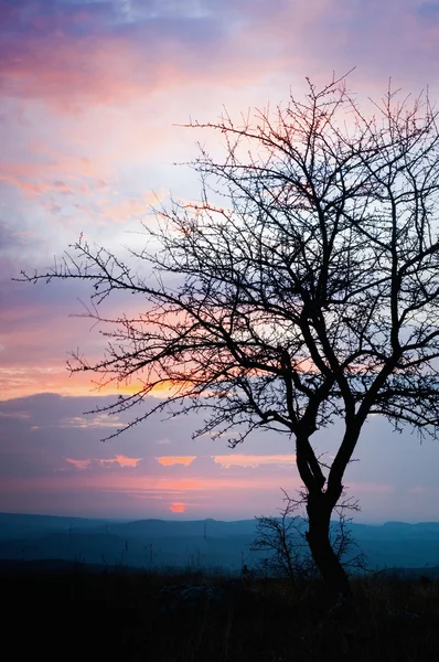 在日落的栎树 — 图库照片