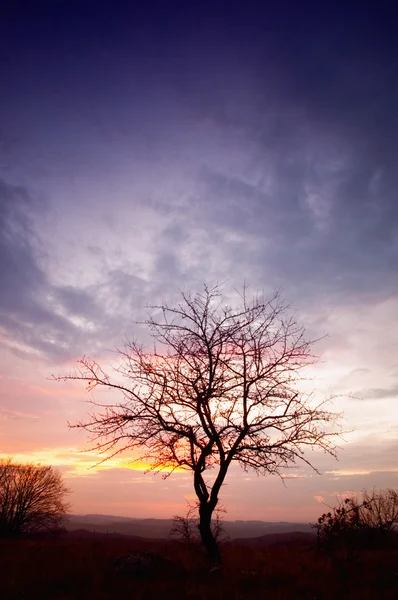 Árvore de silhueta com o sol — Fotografia de Stock