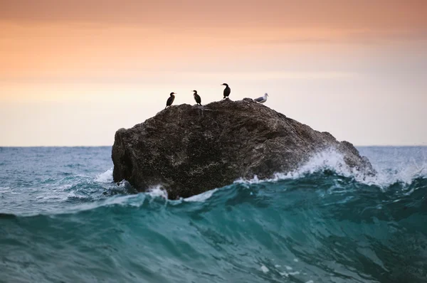 Sea birds — Stock Photo, Image