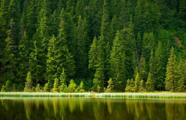 Lac de montagne de pin — Photo