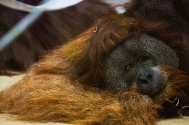 orangutan