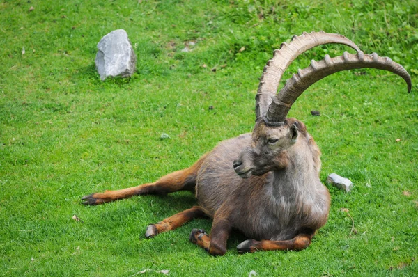 Yeşil zemin üzerine keçi — Stok fotoğraf