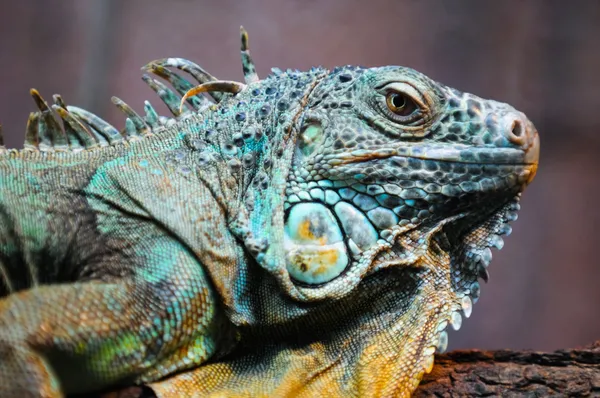Zielony iguana — Zdjęcie stockowe