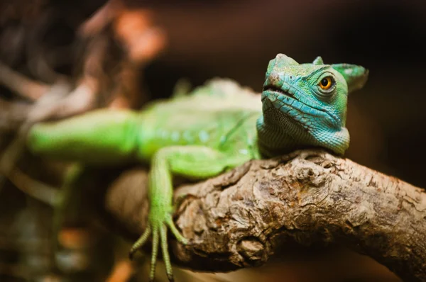 Reptils grön — Stockfoto