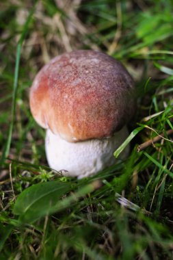 Boletus edulis clipart