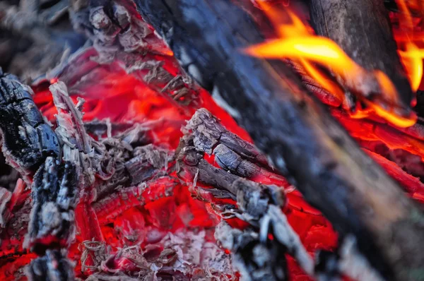 Égő tűz-fa — Stock Fotó