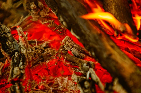 Φωτιά ξύλο — Φωτογραφία Αρχείου