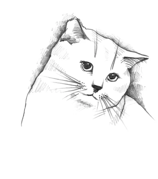 Kočka, náčrt tužkou — Stock fotografie