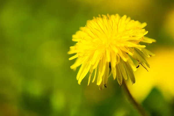 stock image Dandelion weed closeup