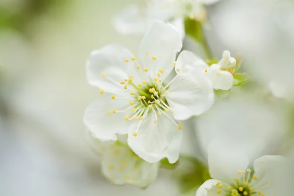 Wiosna blossom na drzewie — Zdjęcie stockowe