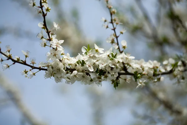 一棵树上的春天开花 — 图库照片