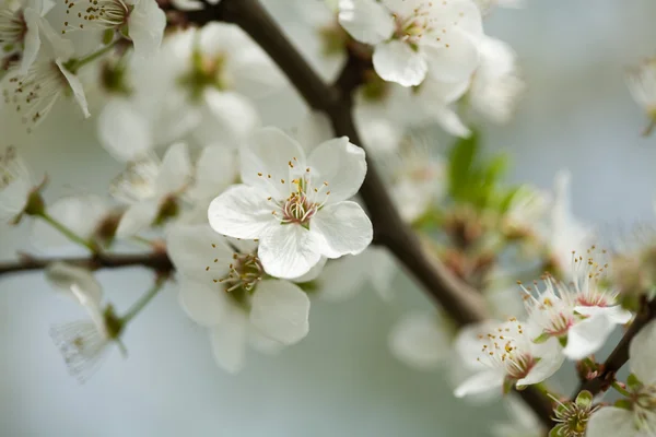 Flor de primavera em uma árvore — Fotografia de Stock