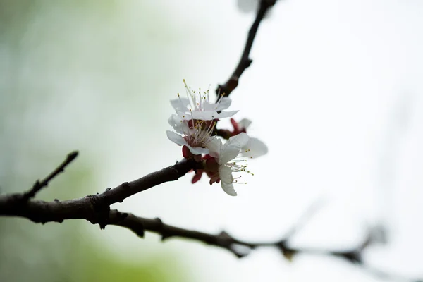 Kevään kukka puussa — kuvapankkivalokuva