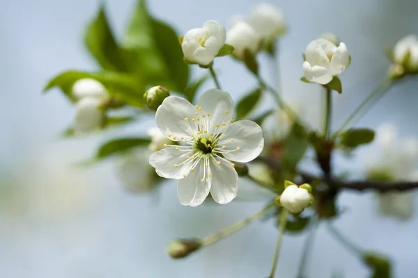 Jarní květy na stromech — Stock fotografie