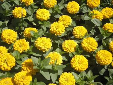 marigolds tagetes