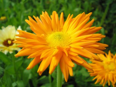 Calendula, a medicinal plant clipart