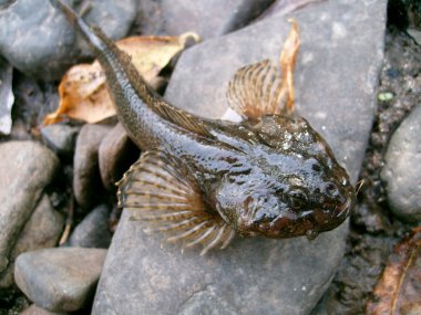 Balık gobiidae