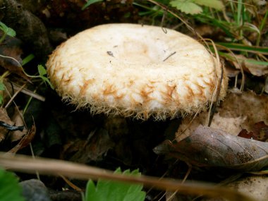 Lactarius resimus