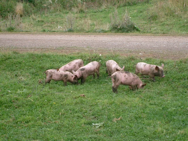 6 cerdos pequeños — Foto de Stock