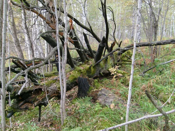 Árbol antiguo — Foto de Stock