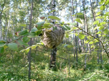 Nest of wasps clipart