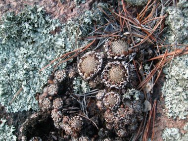 Sempervivum