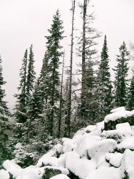 Mountain fir — Stock Photo, Image