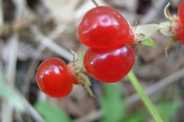 taş bramble