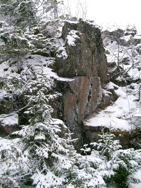 Pietra, abete in neve — Foto Stock