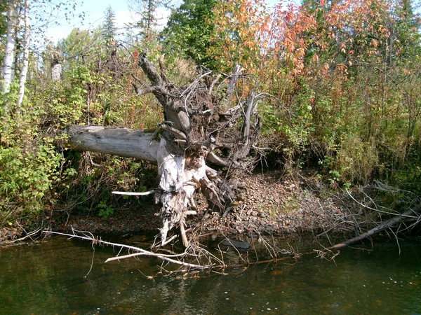 Der umgestürzte Baum — Stockfoto