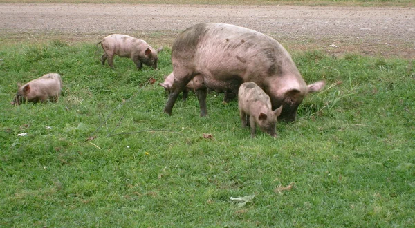 Family of pigs — Stock Photo, Image