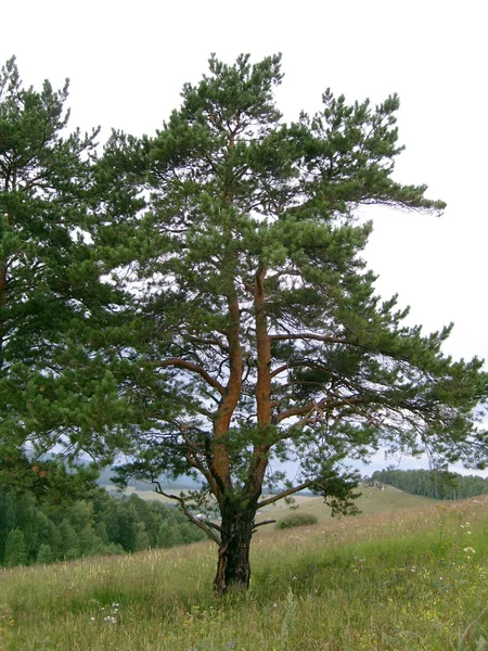 Double pine. — Stock Photo, Image