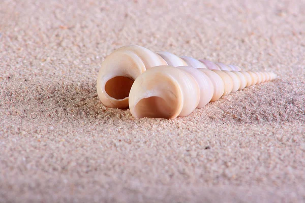 Conchas espirales —  Fotos de Stock