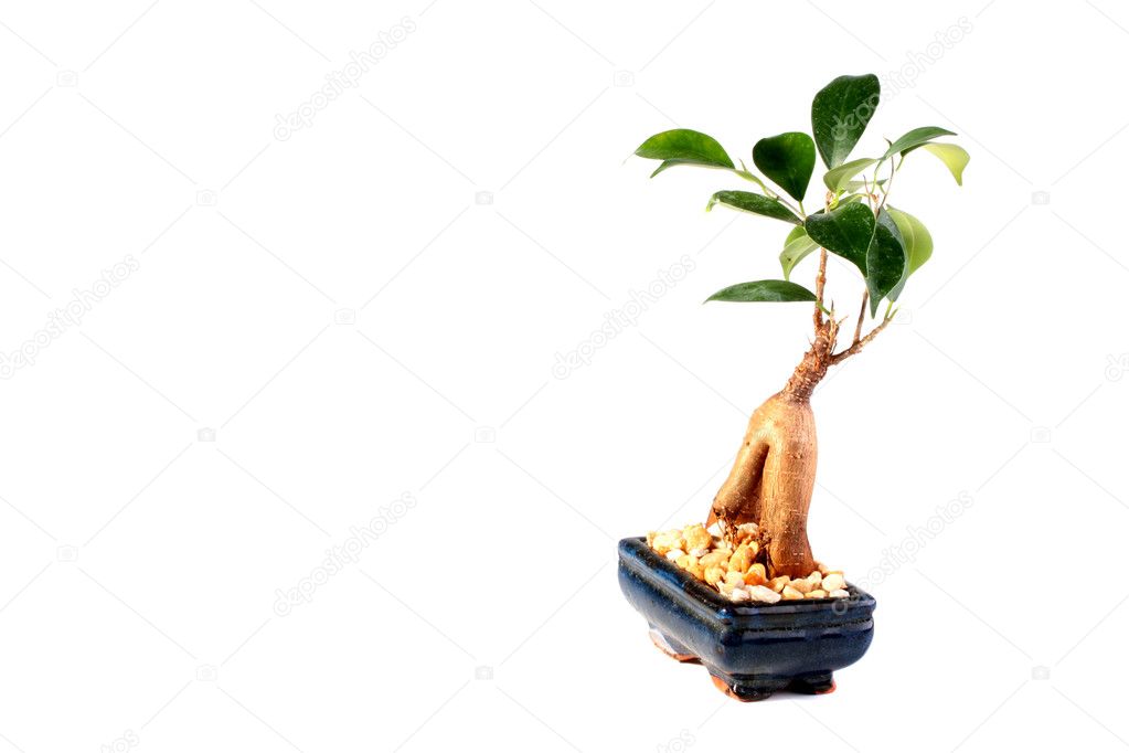 Young tree bonsai