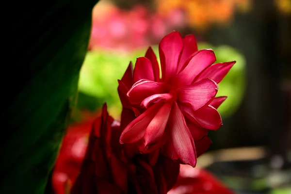 Декоративный цветок — стоковое фото