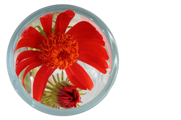 Flor brilhantemente vermelha — Fotografia de Stock