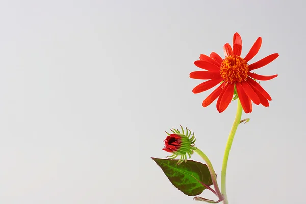Blume mit einer Knospe — Stockfoto