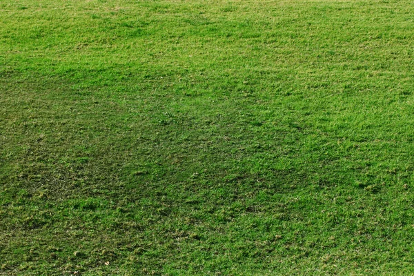 Зеленая травянистая лужайка — стоковое фото