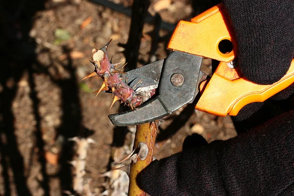 Autumn pruning — Stock Photo, Image