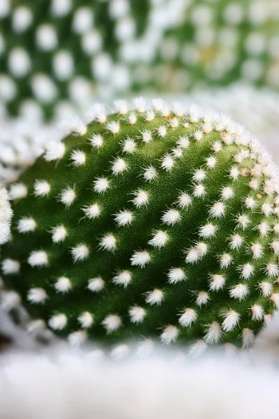 Cactus con spine bianche — Foto Stock