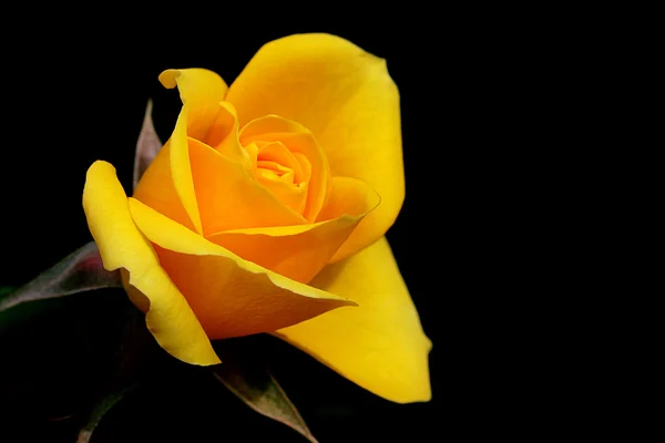 Yellow dismissed rose — Stock Photo, Image