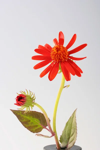 Квітка з бутоном — стокове фото