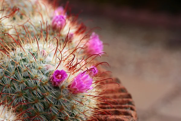 Kwitnących kaktusów — Zdjęcie stockowe