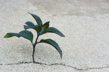 Plant in a crack clipart